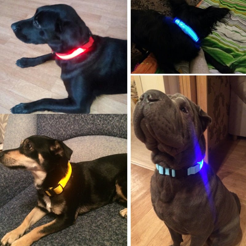 Pet Led Collar - Pride Fire - 9384_VLKEOYT -